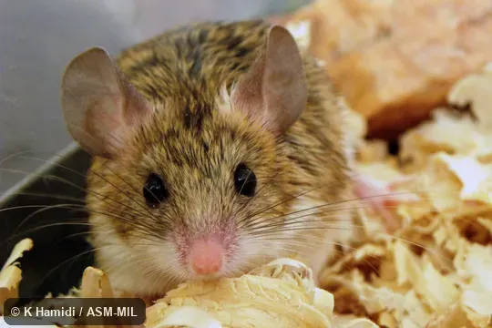 Adult female.  Captured at Iran, Razavi Khorasan province, 12 km SE Mashhad, Khaje Morad rocky region.  Also as Elburz Vesper Mouse|Goodwin's Calomyscus|Goodwin's Mouse-like Hamster|Goodwin's Mouse-tailed Hamster.