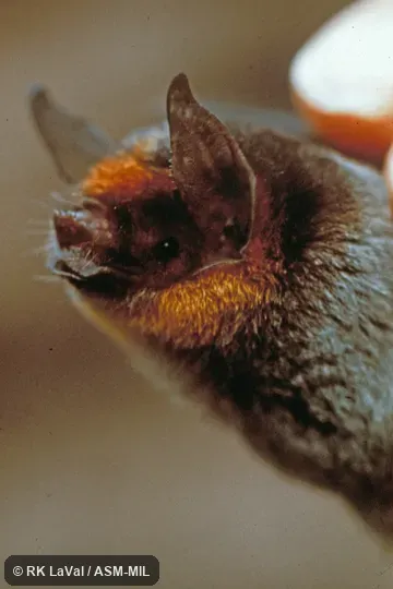 Close-up of head, oblique view.  Also as Dobson's Mustached Bat.  Formerly Pteronotus personatus psilotis.