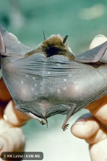 Dorsal view, showing attachment of wings to back.  Formerly Pteronotus davyi fulvus.