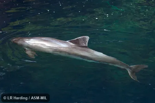 Rescued as a calf in distress on a local beach in 2011; died in 2016.  Formerly in order Cetacea.  Also as Common Porpoise, Sea-hog, Sea-pig.