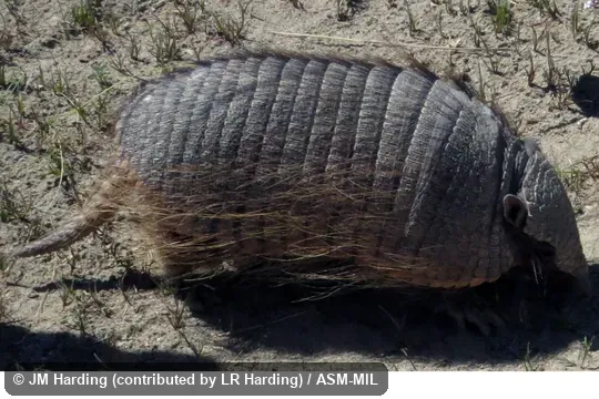 Also as Big Hairy Armadillo|Greater Hairy Armadillo|Giant Hairy Armadillo.