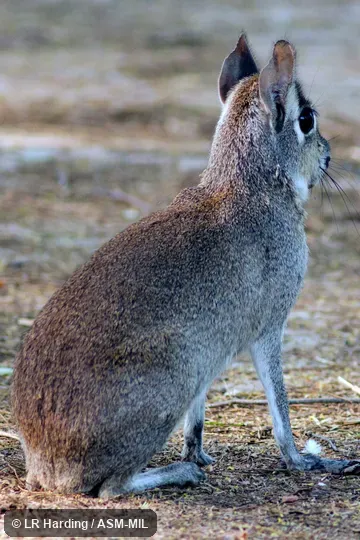 Also as Pediolagus salinicola.  Also as Dwarf Mara|Dwarf Patagonian Cavy|Dwarf Patagonian Hare.