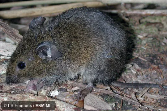 Less reddish than normal.  Also as Dusky Akodont.