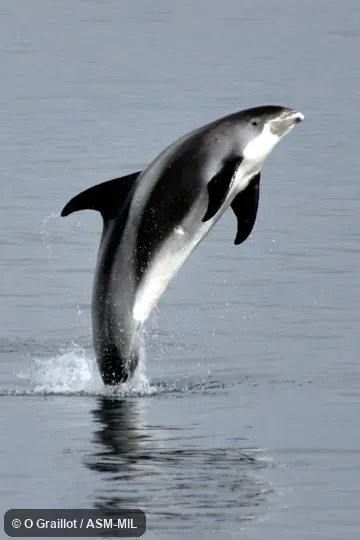 With partly gray lower beak, common in adults.  Image in Mammalian Species Account 933.  Formerly in order Cetacea.  Also as White-beaked Porpoise|White-nosed Dolphin.