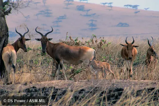 Alcelaphus buselaphus swaynei.  Also as Alcelaphus swaynei, Swane's Hartebeest.