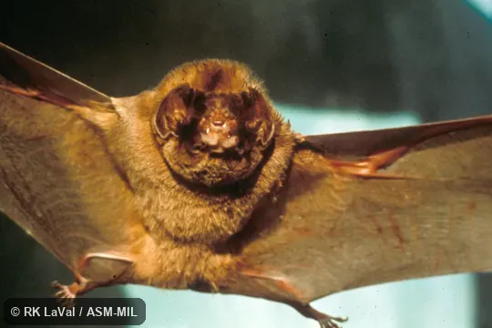 Mormoops megalophylla megalophylla. Ventral view, detail of face. Also as Leaf-chinned Bat|Old-man Bat. Mormoops megalophylla megalophylla. Ventral view, detail of face. Also as Leaf-chinned Bat|Old-man Bat.