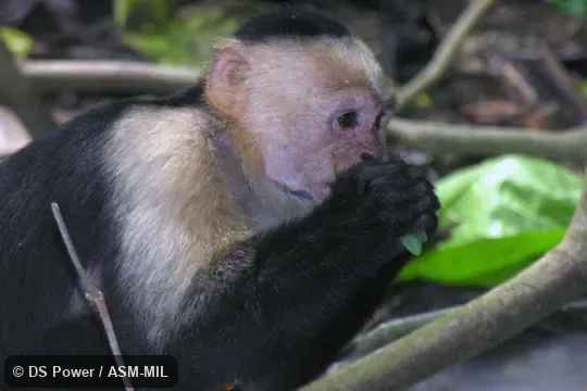Formerly as Cebus imitator, Panamanian White-faced Capuchin.  Also as White-headed Capuchin, White-throated Capuchin.