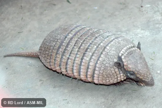 Also as Yellow Armadillo.