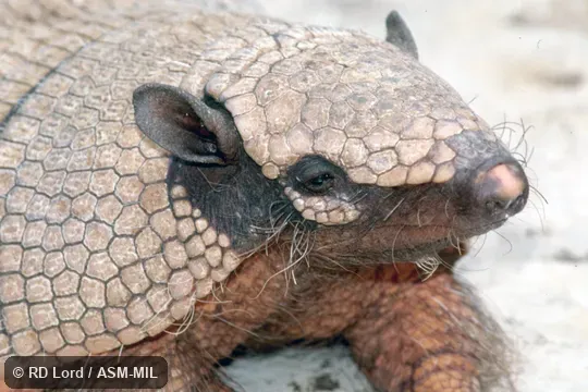 Also as Yellow Armadillo.
