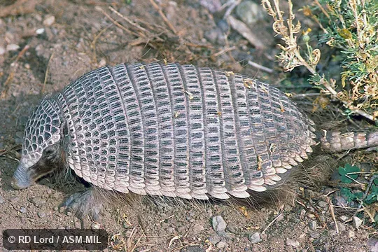 Also as Dwarf Armadillo.