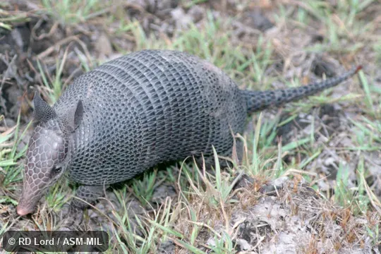 Also as Northern Long-nosed Armadillo.