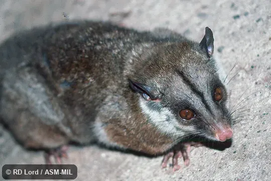 Also as Western Woolly Opossum.