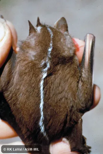 Dorsal view, wings folded