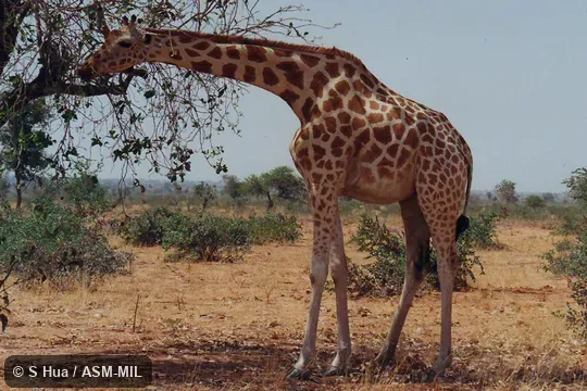 Giraffa camelopardalis peralta.  Formerly Giraffa peralta, West African Giraffe, Nigerian Giraffe, White Giraffe.