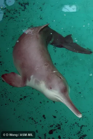 Adult male, Xi Xi.  Captured at China, Hunan province, mouth of Dongting Lake January, 1980; died in 2002.  Formerly in order Cetacea.  Formerly in Iniidae.  Also as Changjiang Dolphin|Chinese Lake Dolphin|Chinese River Dolphin|White Flag Dolphin|Whitefin Dolphin|Yangtze River Dolphin.