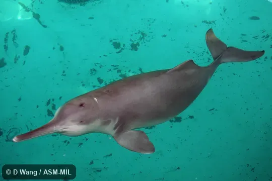 Adult male, Xi Xi.  Captured at China, Hunan province, mouth of Dongting Lake January, 1980; died in 2002.  Formerly in order Cetacea.  Formerly in Iniidae.  Also as Changjiang Dolphin, Chinese Lake Dolphin, Chinese River Dolphin, White Flag Dolphin, Whitefin Dolphin, Yangtze River Dolphin.