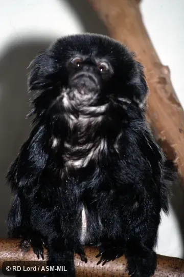 Also as Callimico, Goeldi's Marmoset, Goeldi's Tamarin.  Formerly Cebidae (Callitrichinae)..