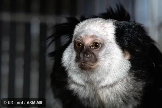 Also as White-faced Marmoset, White-headed Marmoset.  Formerly Cebidae (Callitrichinae).