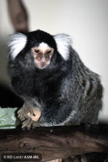 Also as White-tufted-ear Marmoset.  Formerly Cebidae (Callitrichinae).