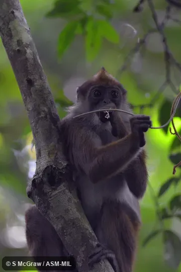 Adult female feeding in forest understory.  Also as Green Colobus|Van Bénéden's Colobus.