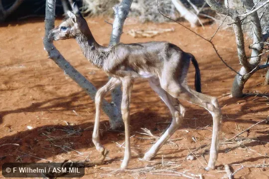 Juvenile.  Also as Clarke's Gazelle.