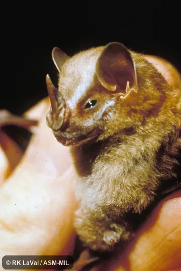 Close-up of head showing nose-leaf, oblique view