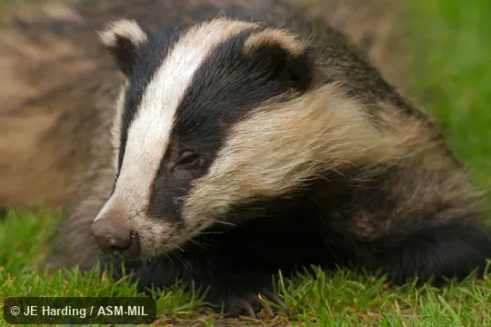 Also as Eurasian Badger.