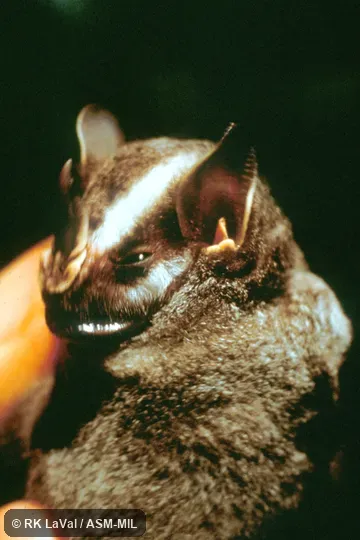 Close-up of head, oblique view.  Formerly Vampyressa nymphaea or Vampyriscus nymphaea.