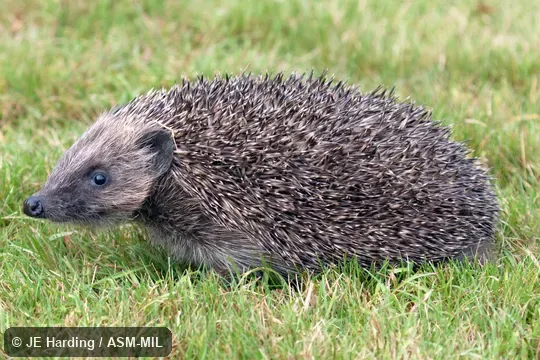 Formerly Erinaceomorpha.  Also as Brown-breasted Hedgehog, Common Hedgehog, European Hedgehog, Northern Hedgehog.