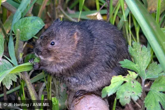 Feeding on vegetation.  Also as European Water Vole, Water Vole.