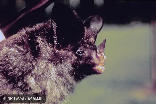 Close-up of head, oblique view. Formerly Tonatia saurophila bakeri. Close-up of head, oblique view. Formerly Tonatia saurophila bakeri.
