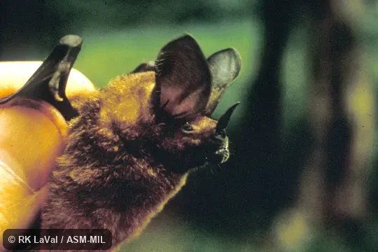 Close-up of head, side view.  Formerly Lophostoma brasiliense, Pygmy Round-eared Bat.   Also as Lesser Round-eared Bat|Little Round-eared Bat.