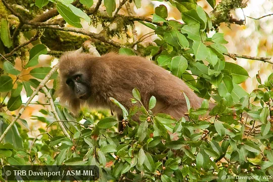 Also as Highland Mangabey.