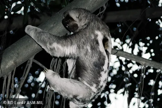 Also as Brown-throated Sloth.