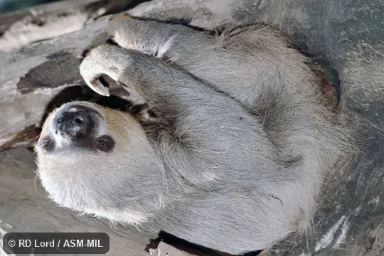 Formerly in Megalonychidae.  Also as Linné's Two-toed Sloth, Southern Two-toed Sloth.