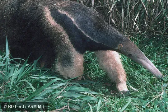 Also as Ant Bear, Great Anteater.