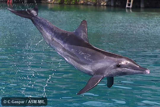 "Maui".  Fig. 1 in Mammalian Species Account 886.  Also as Slopehead.