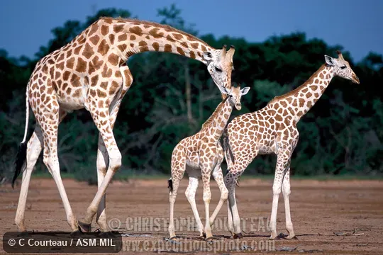 Giraffa camelopardalis peralta.  Formerly Giraffa peralta, West African Giraffe, Nigerian Giraffe, White Giraffe.
