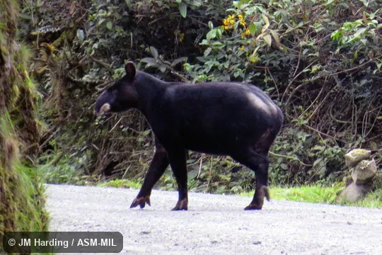 Also as Andean Tapir, Woolly Tapir.