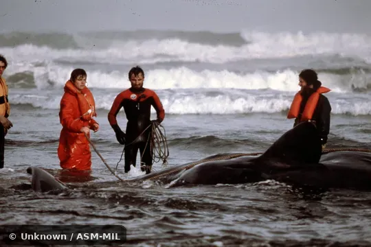 Formerly in order Cetacea.  Formerly as Physeter catodon.  Also as Cachalot, Pot Whale, Spermacet Whale.