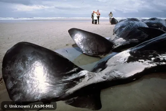 Formerly in order Cetacea.  Formerly as Physeter catodon.  Also as Cachalot, Pot Whale, Spermacet Whale.