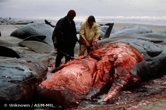 Formerly in order Cetacea.  Formerly as Physeter catodon.  Also as Cachalot, Pot Whale, Spermacet Whale.