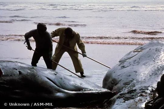 Formerly in order Cetacea.  Formerly as Physeter catodon.  Also as Cachalot, Pot Whale, Spermacet Whale.