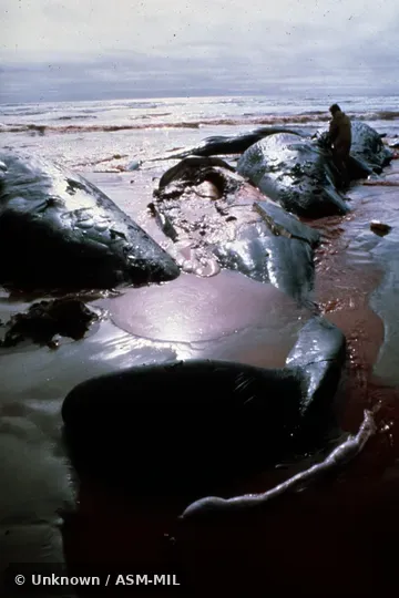 Formerly in order Cetacea.  Formerly as Physeter catodon.  Also as Cachalot, Pot Whale, Spermacet Whale.