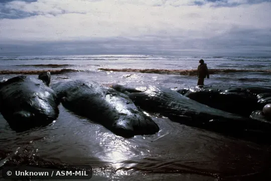 Formerly in order Cetacea.  Formerly as Physeter catodon.  Also as Cachalot, Pot Whale, Spermacet Whale.