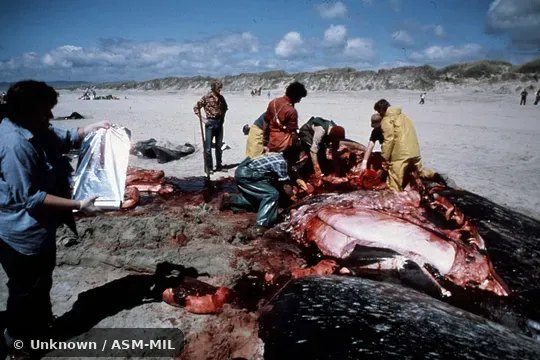 Formerly in order Cetacea.  Formerly as Physeter catodon.  Also as Cachalot, Pot Whale, Spermacet Whale.