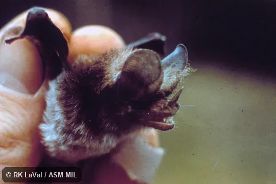 Close-up of head, side view