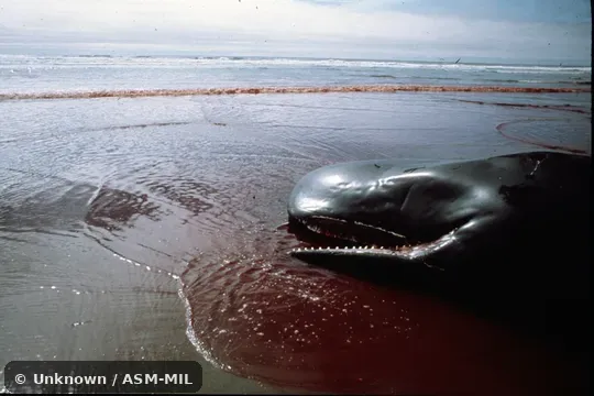 Formerly in order Cetacea.  Formerly as Physeter catodon.  Also as Cachalot, Pot Whale, Spermacet Whale.