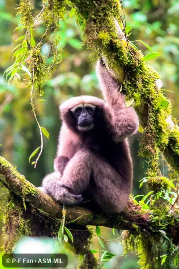 Adult female.  Formerly as Bunopithecus hoolock.