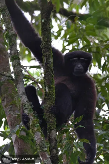 Adult male.  Formerly as Bunopithecus hoolock.